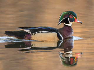 Male wood duck swims in a pond
