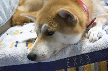 子犬を見守る眼差し