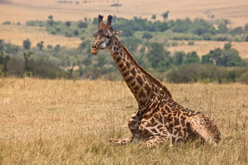 A Giraffe resting, Masai Mara, Kenya