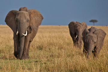 Obraz premium Elephants roaming across the Masai Mara, Kenya