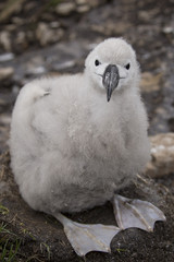 Adorable smiling black-browed albatross baby sitting in the nest.
