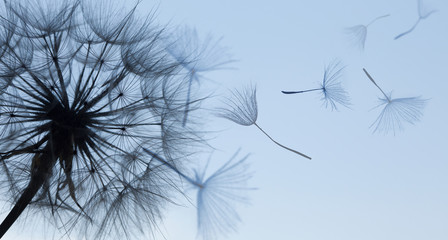 Fototapeta premium Dandelion sylwetka puszysty kwiat na błękitnym zmierzchu niebie