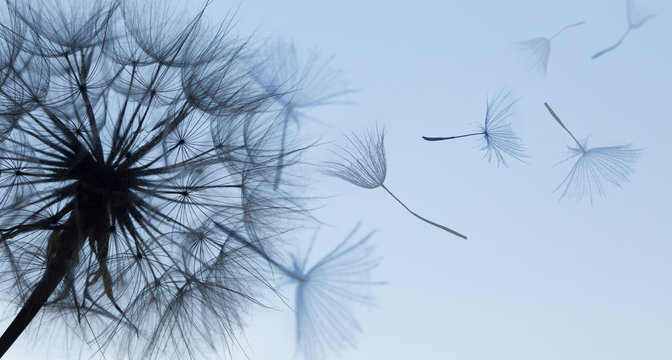 Fototapeta Dandelion sylwetki puszysty kwiat na błękitnym zmierzchu niebie