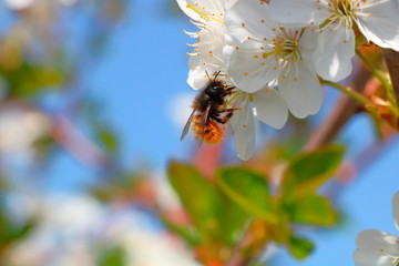 Bumblebee on cherry blossoms.