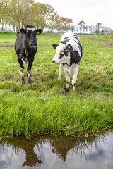 Fototapeta premium Young cows in the meadow