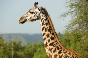 Giraffe Portrait