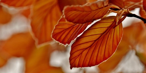 Close up of new red Beech tree leaves in springlight
