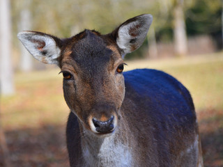 Damtier Damhirsch Kuh Portrait
