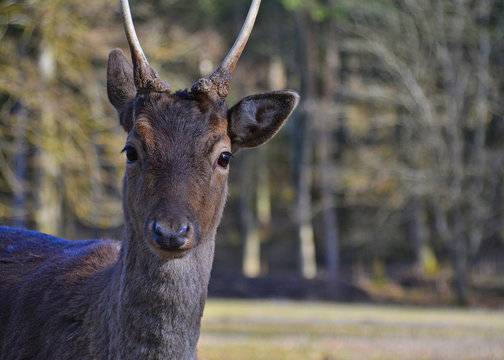Fototapeta Damhirsch Spießer Portrait