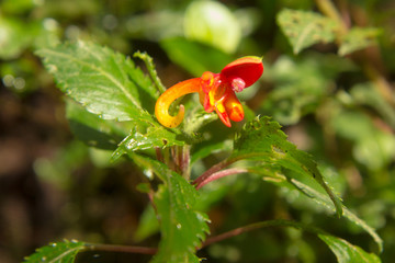 Close-shot flower of red-yellow color, similar to the elephant's trunk