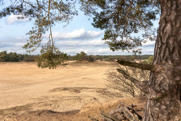 Trees and sand plains at the dutch dessert