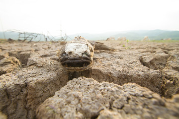 Climate change, Dead fish on drought land