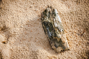 Piece of old wood in the sand