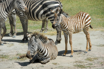 Fototapeta na wymiar Family of Zebras