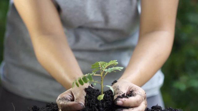 Close up. woman hand planting young tree. 4k uhd.
