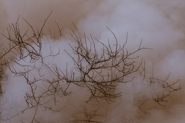 Tree in a smoke looking like dense fog