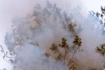 Obraz na płótnie Canvas Tree in a smoke looking like dense fog