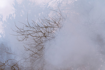 Tree in a smoke looking like dense fog