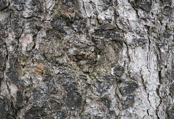 Bark texture