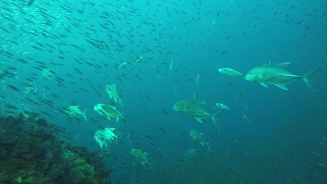 Bigeye Jack fish (Trevallies) hunting sardines underwater