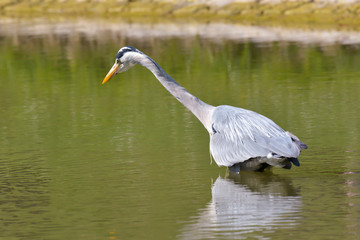 Graureiher am See