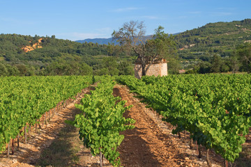 Fototapeta na wymiar Landscape with vineyard