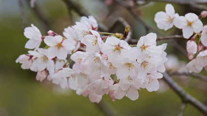 Fototapeta premium Cherry blossom in Japan
