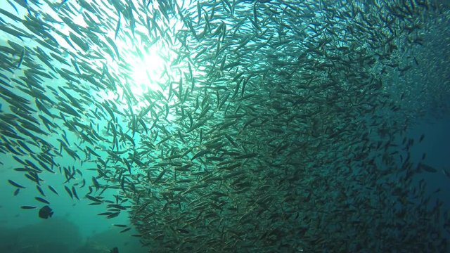 Sardines fish underwater on coral reef