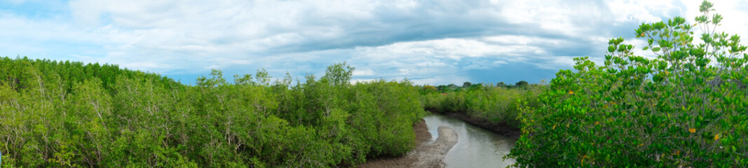 Fototapeta na wymiar Panorama of mangrove forest, in National Park Thailand