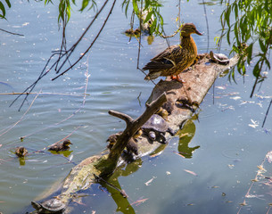 duck with ducklings on a log with turtles on the lake in the zoo