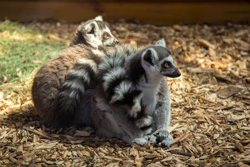 the lemurs behind glass at the zoo after lunch