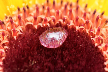 Macro close up of gerbera flower with water droplet with selective focussing