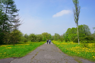 Obraz premium Spring alley in the botanical garden - flowering dandelion - beautiful green areas of the city 
