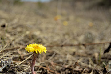 young dandelion