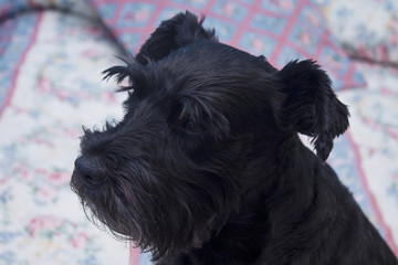 Black dog resting on the bed