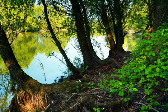Danube delta nature reserve, Romania. Amazing old forest landscape.