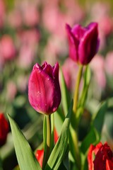 Beautiful tulips - soft focus
