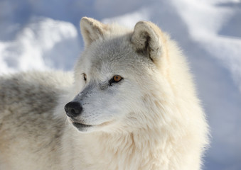 Fototapeta premium loup blanc