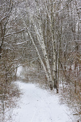Path curving past birches