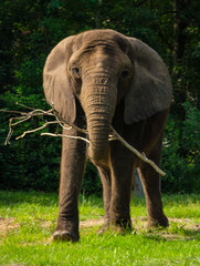 Fototapeta premium African Elephant walking toward you with stick in trunk.
