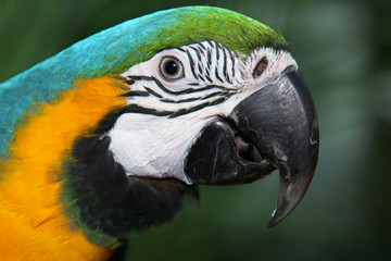 Fototapeta premium Beautiful parrot closeup