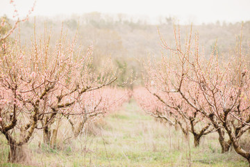 Spring peach trees garden.