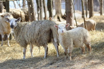moutons