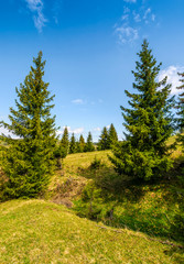 Fototapeta na wymiar pine forest in summer landscape