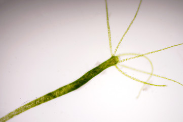 Hydra is a genus of small, fresh-water animals of the phylum Cnidaria and class Hydrozoa.