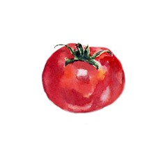 Red tomato watercolor food illustration
