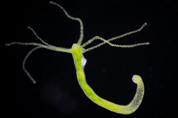 Hydra is a genus of small, fresh-water animals of the phylum Cnidaria and class Hydrozoa. - obrazy, fototapety, plakaty