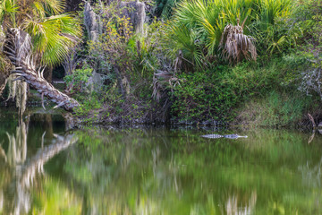 Alligator in the swamp.