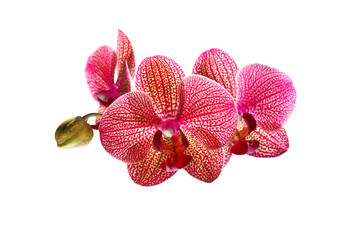 blossoming orchid flower, isolate on white background