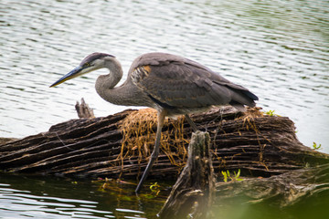 Great Blue Heron in front of a log in the water.